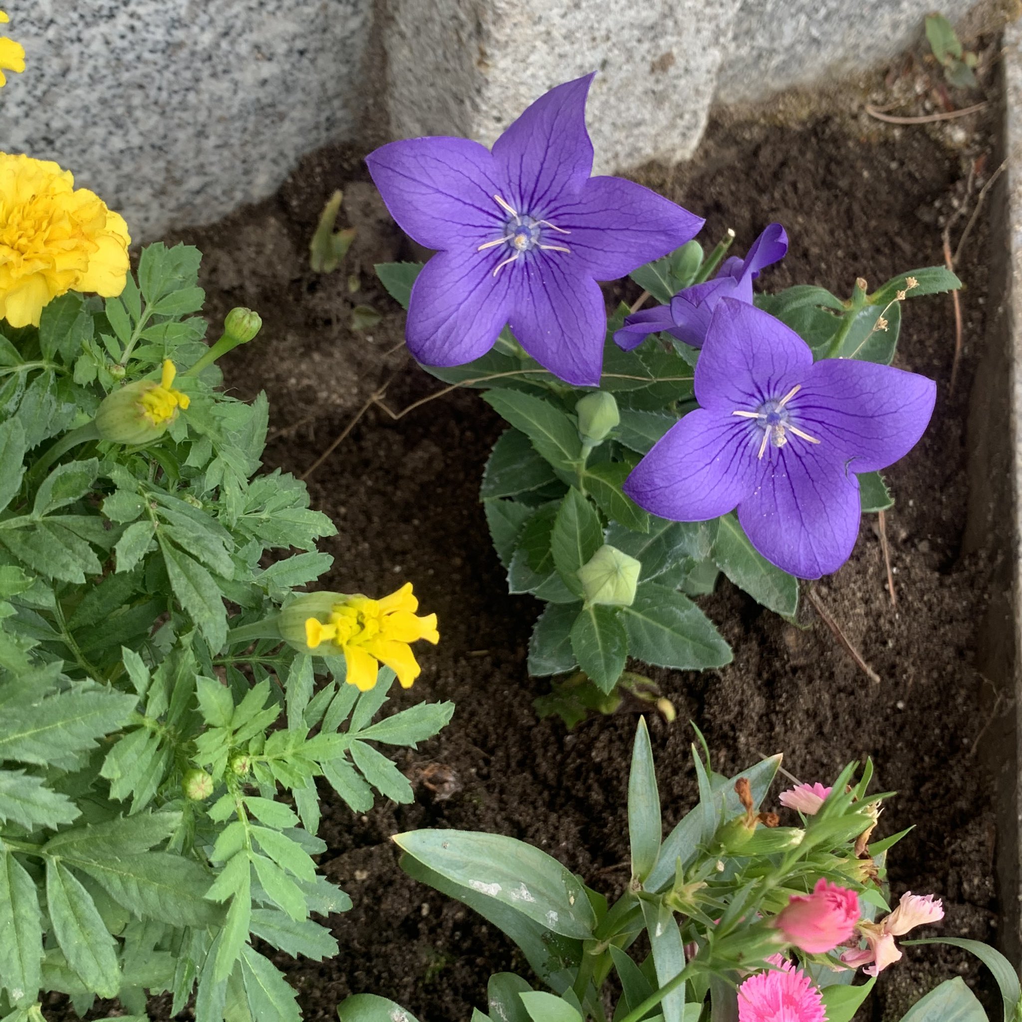 花びら4枚 Twitter Search Twitter