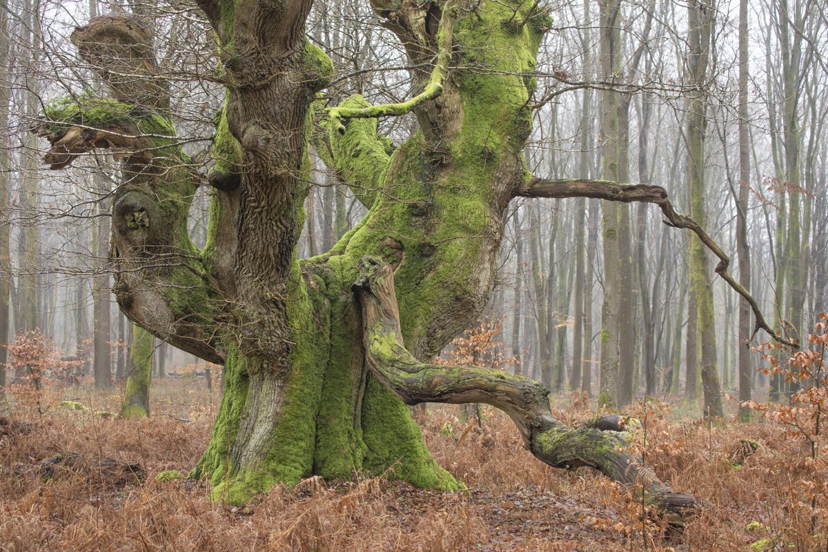 These photos by <a href="/StephenImages/">Stephen Davis</a> are shortlisted for #EarthPhoto 2020.

Stephen Davis documents the growth, decline and decay exhibited by trees. These images illustrate the ancient oak trees of Savernake Forest in Wiltshire.

Discover the exhibition here: rgs.org/geography/eart…