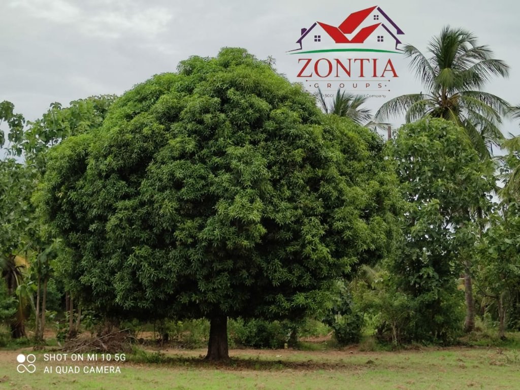 Prabhak45904627's tweet photo. #Zontia #Mango #Grove🥭🥭
Hurry booking open now👍...
#Booking your own mango grove..
#Seven years of maintainance grove
#Kids play area
#swimming pool
#hut houses as per your interest
#Location : Kurumparam, Marakanam,#ECR
#Plot Size :10000 sqft,
#Contact_Number: 8072937041 https://t.co/IDXzLBfhbR