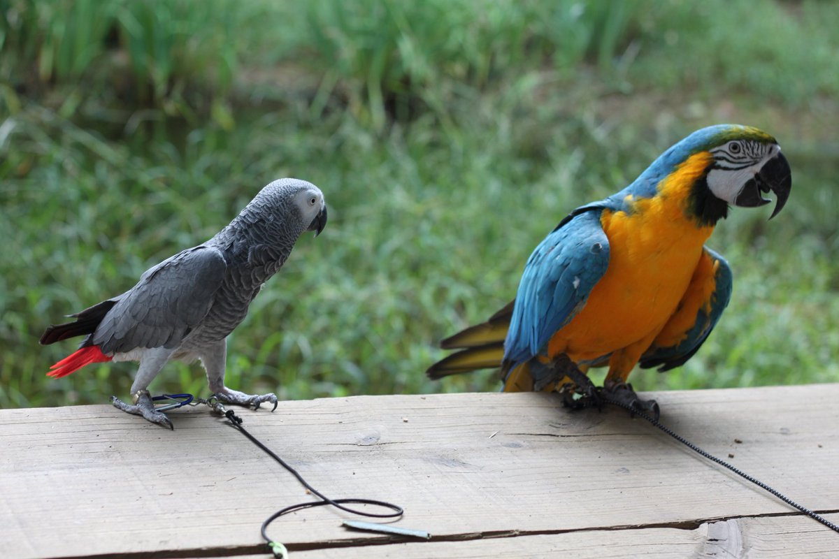 팽이는 투샷이 싫대요..😥
같이 찍어보지..평소에는 싸우지만 둘이 새장에서 탈출할때는 기막히게 탈출해서 같이 놀고있더만;;🤔

#앵무새 #parrot #청금강 #회색앵무 #greyparrot
#blueandgoldmacaw
