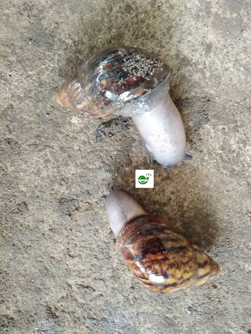 NGsnails's tweet photo. While books, videos and internet paint snail farming as an "easy man" job, daily practical field experience shows that, it requires some high-skilled knowledge level.
#snailfarming #snailfarmingtips #snails https://t.co/dDV7RsW9ug