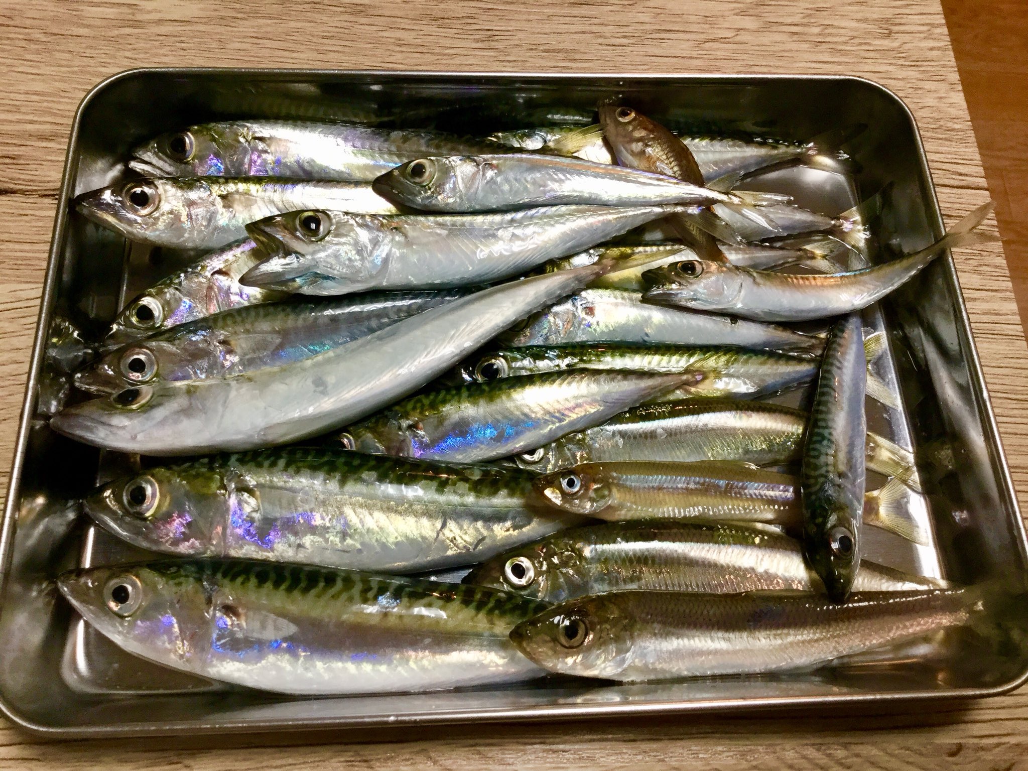 ゴリラの厨房 Gorilla S Kitchen ただいま サビキ で小物たくさん釣って来ました チカ 狙いだったんですが 小鯖 がほとんど これは唐揚げにしてやろうと思います 光の反射が綺麗 釣り T Co Nfga40nzsg Twitter