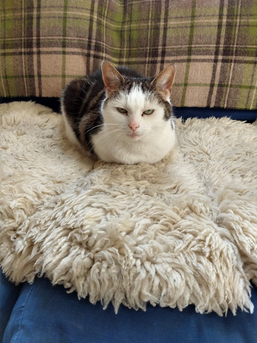 Judgy 🍞...
Happy Kittyloaf Monday from Jasper! https://t.co/vIkC8373TI