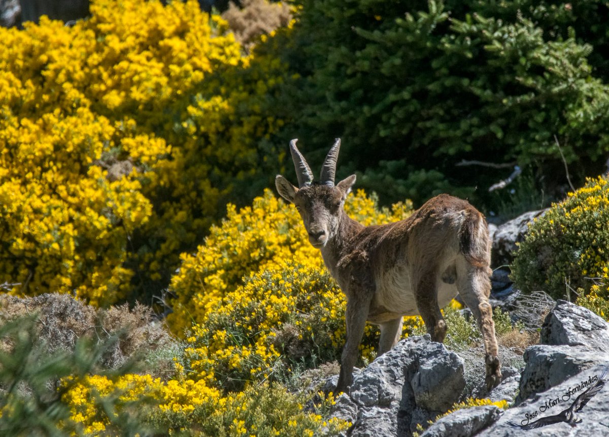 Jóvenes Cazadores Andaluces sortea un Rececho de Macho Montés Representativo. 
Pincha en el siguiente enlace para informarte de cómo obtener tu participación.
jocan-caza.blogspot.com/2020/09/sorteo…