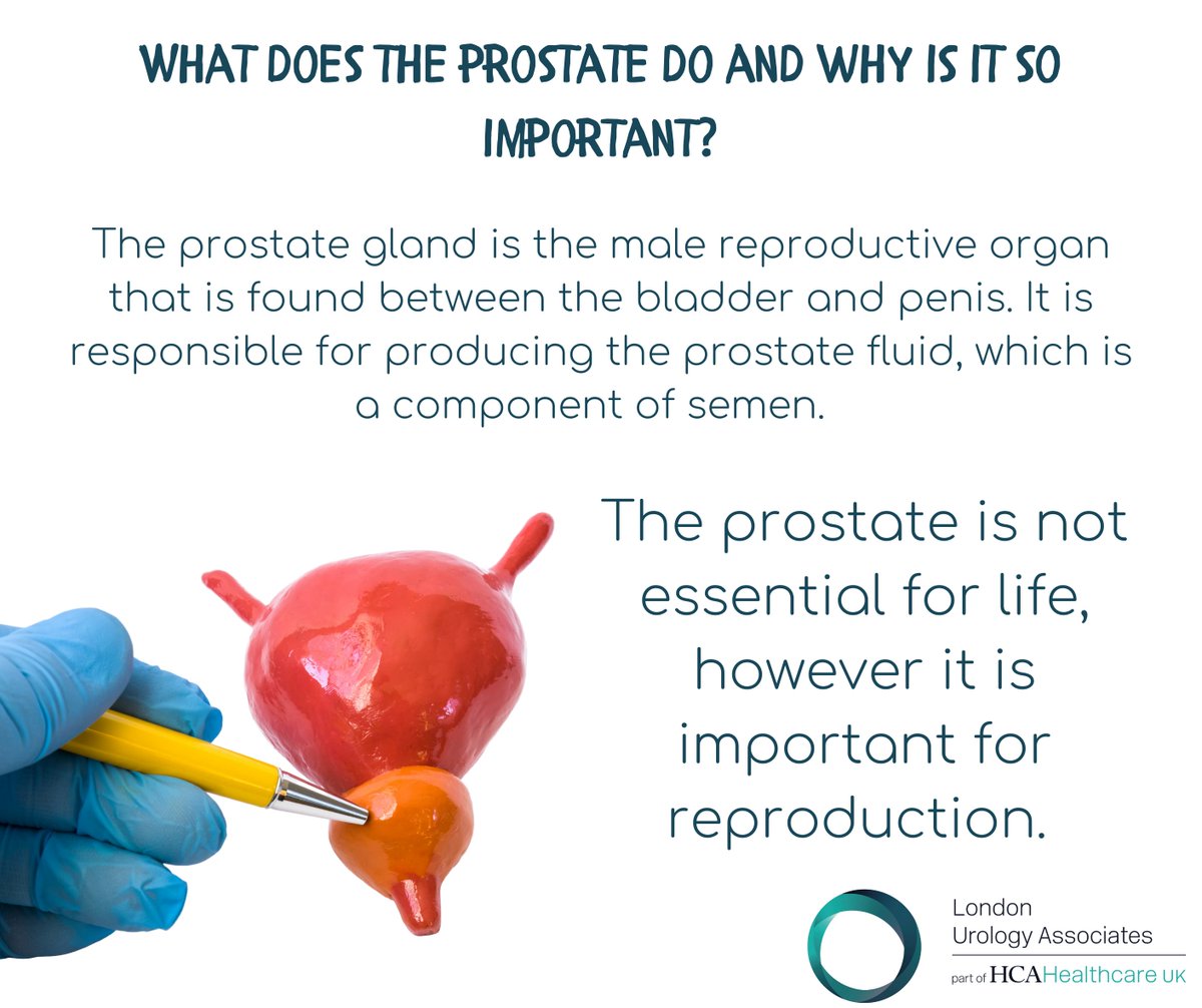 LUA_18Dev's tweet photo. We are making sure we're shouting about prostate awareness this month. Let's understand what the prostate is and the job it does. 

#prostatecancer https://t.co/I9gROMQjuB