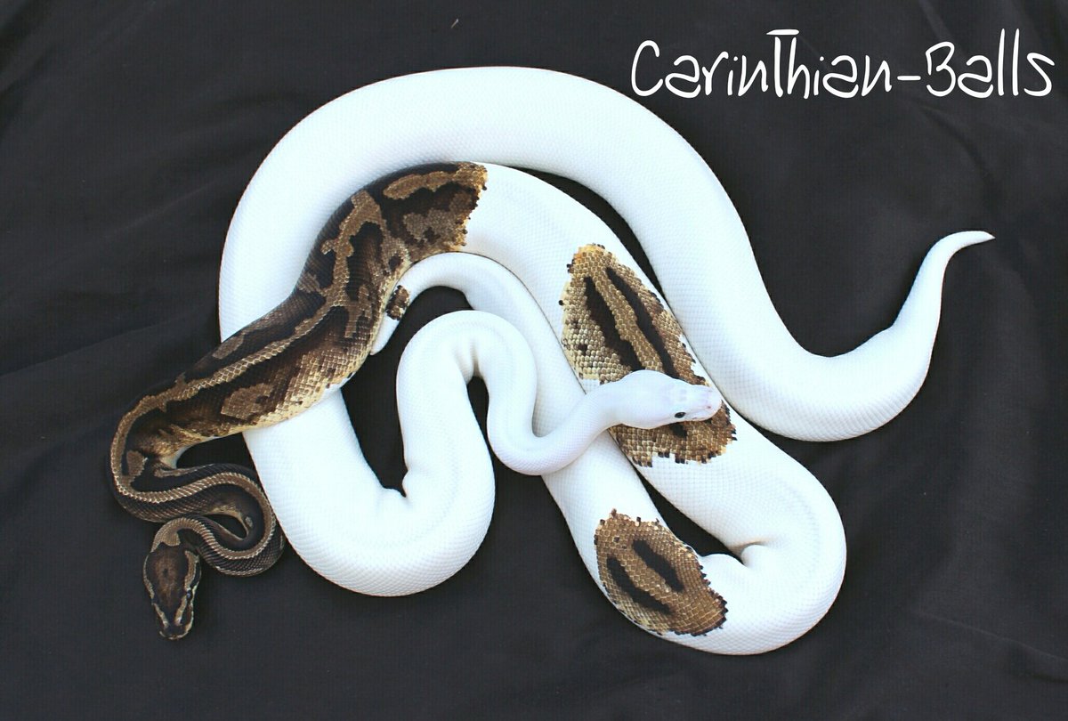 CarinthianBalls's tweet photo. #ballpython #python #pied #piebald #spied #spider #regius #morphe #pythonregius #ballpythonmorph #regiusmoph https://t.co/8uwaho7pUf