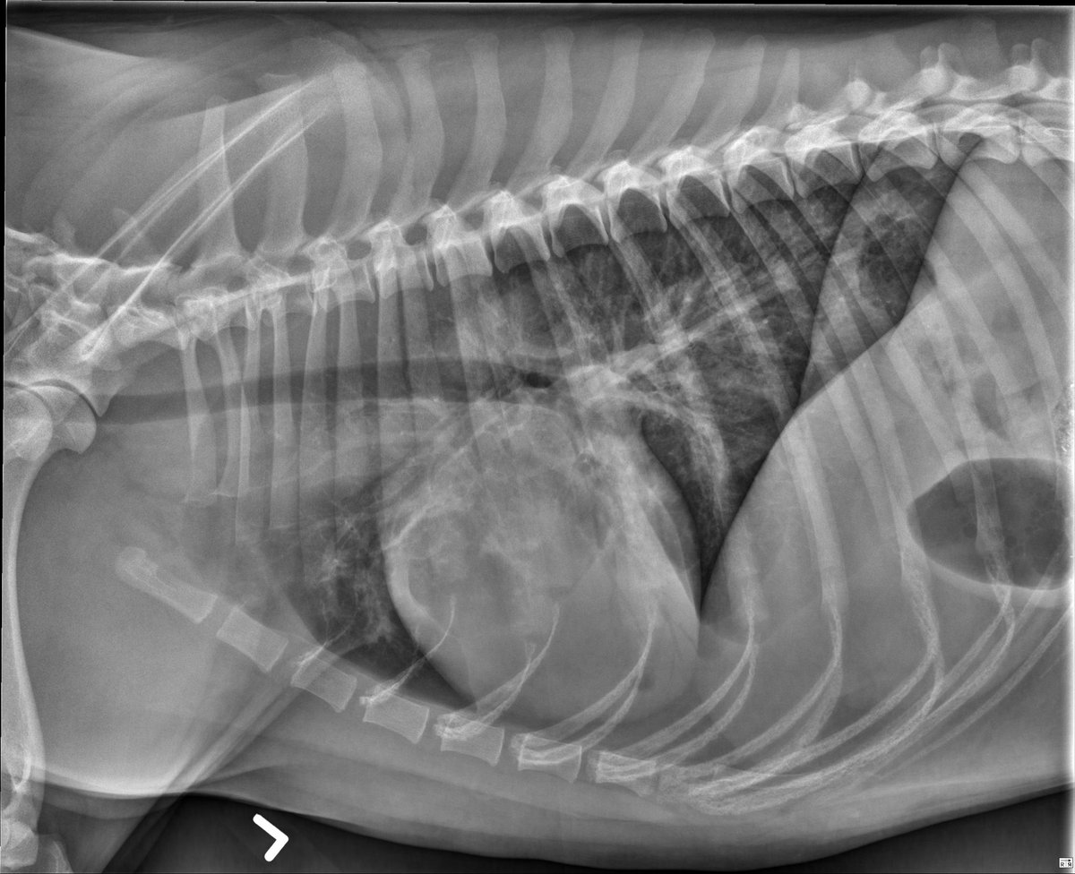 MircVet's tweet photo. Hello Everybody,

The case of the week is a:
2-year-old Labrador retriever. Ingested some laundry detergent yesterday.

https://t.co/j3iQ9w5p5q]

#caseoftheweekmirc #mircvet https://t.co/SN4Rf3JP5K