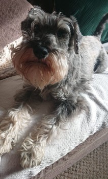 Missing Pets GB tweet media