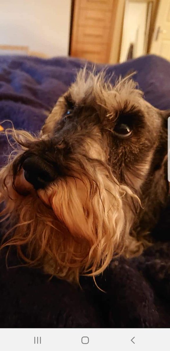 Missing Pets GB tweet media