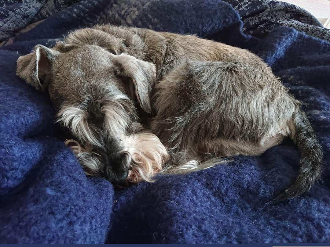 Missing Pets GB tweet media