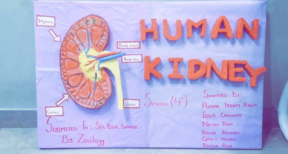 kamii_gujjar12's tweet image. #KidneyModel
#ZooloGisT ✌🏻
#MUL