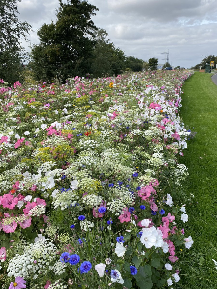 Euroflor4U's tweet photo. The same site 10th September 2020 https://t.co/YUN6tsNcRd