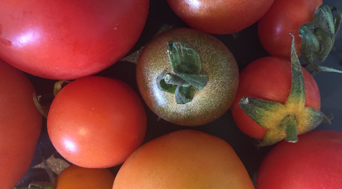 FinTechFiends's tweet photo. @SingletrackEdge Co-Founder and CTO @pauldyson might have succeeded in growing a global capital markets CRM business. But will he be able to conquer the horticultural challenges posed by growing tomatoes? https://t.co/CW8KgGxioI

#investmentresearch #capitalmarkets https://t.co/ggXNl1Sat3