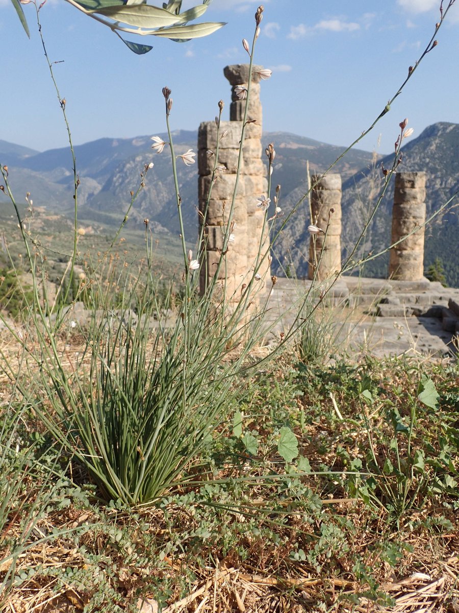 SylvainPiry's tweet photo. @TelaBotanica Gagné :-)
Avec en arrière-plan le Temple d'Apollon, à Delphes (Grèce)
Pfff... "incultes"... ;-) https://t.co/dt5TQGithW