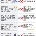 毒キノコの簡単な判別方法は？⇒残念ながら「そんなもの存在しない」!