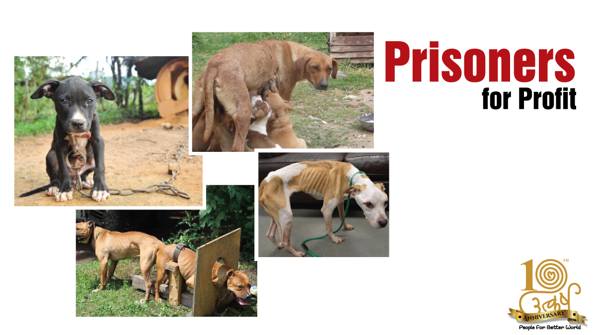 AnimalUtkarsh's tweet photo. Illegal Breeders not only abuse animals but also make money in the process.

Read more here: https://t.co/XMgvXpPqKM

#Adoptdontshop #dogsoftwitter #illegalbreeding #rapestand https://t.co/NQatlvi67E