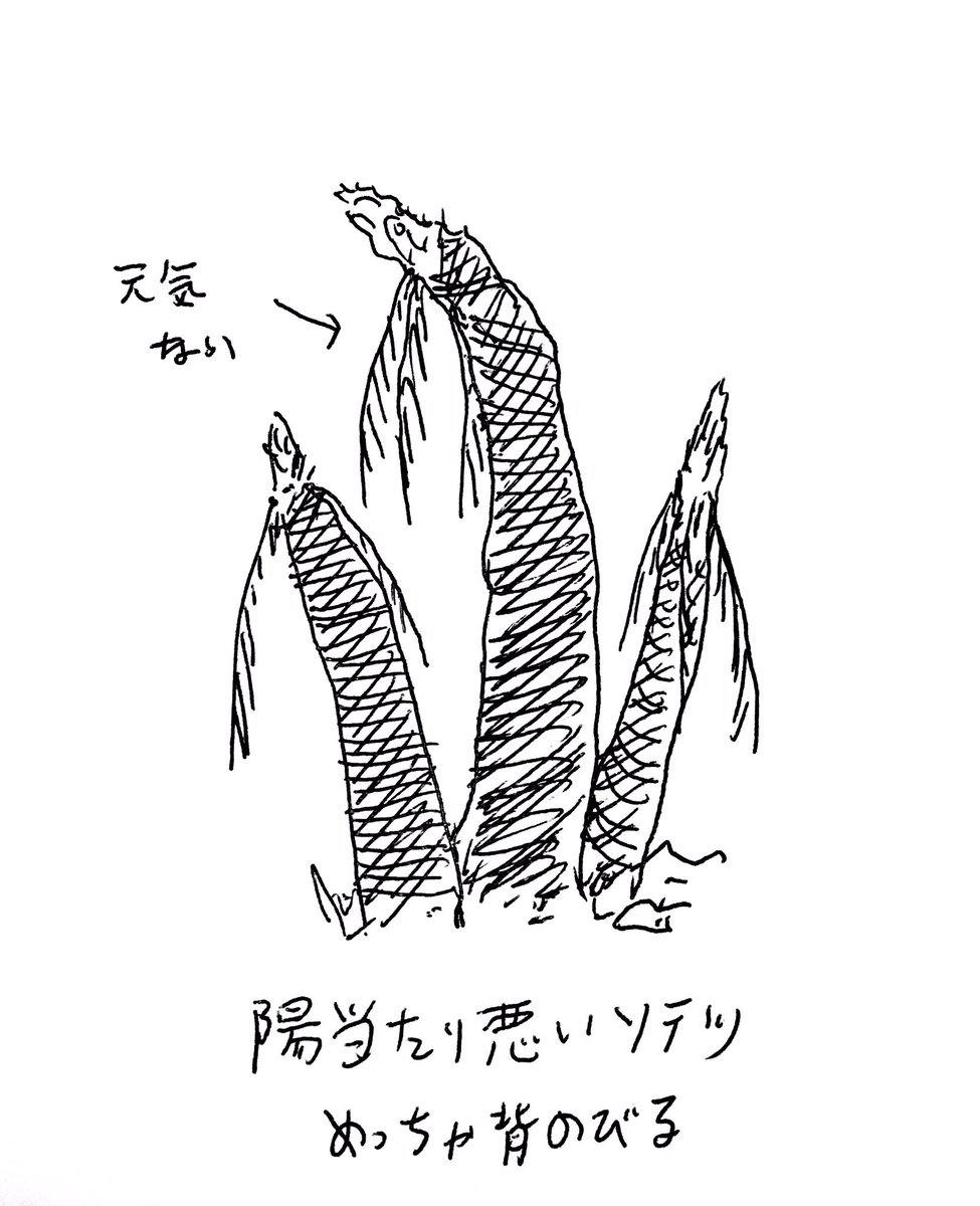 陽当たり悪いとこに生えてるソテツ、ぐっとくるぜ 