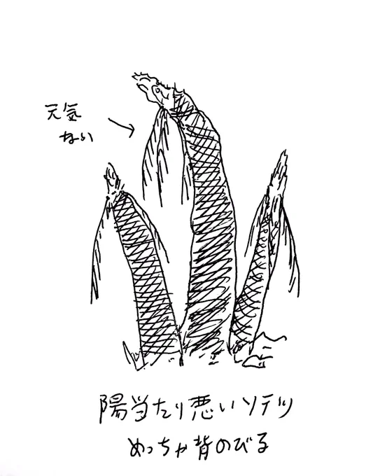 陽当たり悪いとこに生えてるソテツ、ぐっとくるぜ 