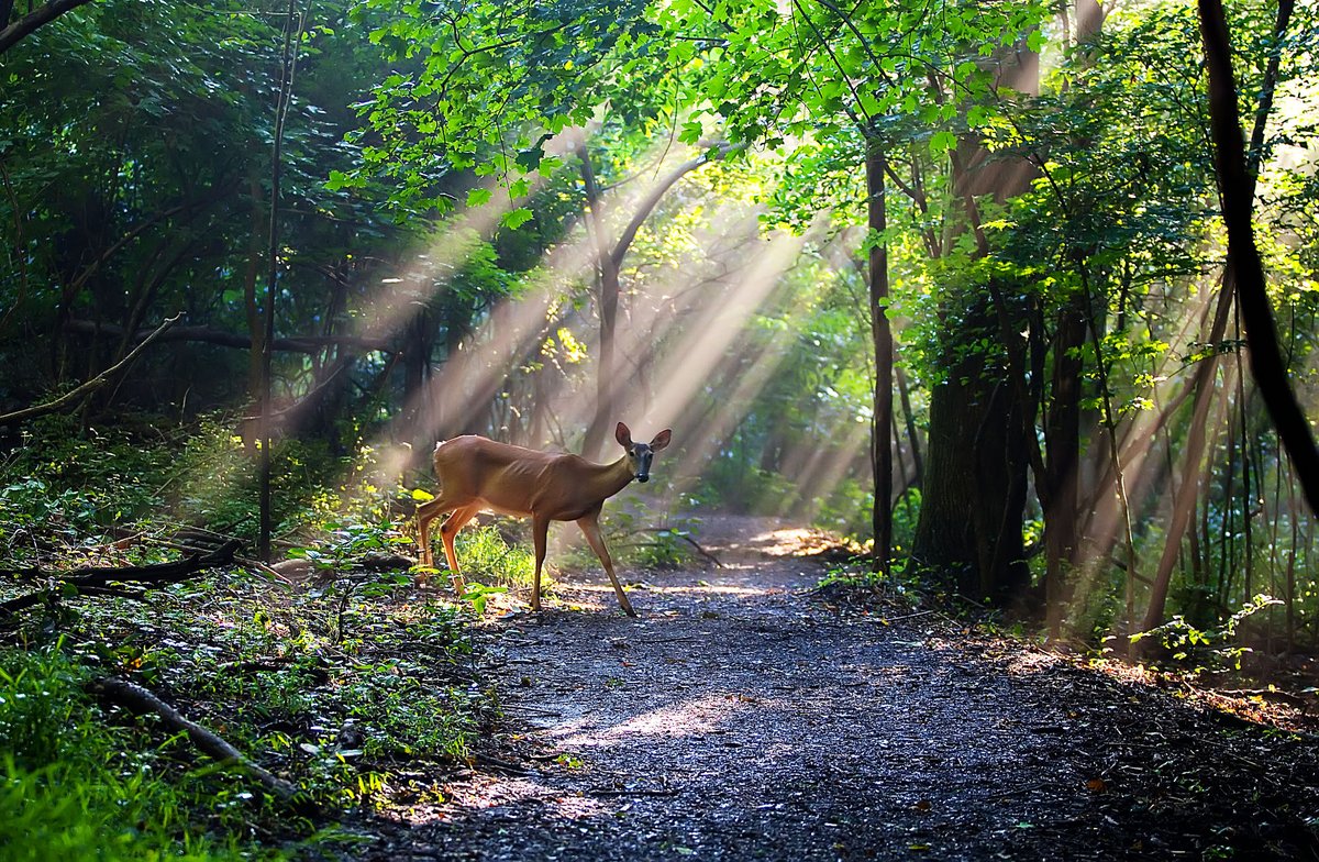 Deer with Sunrays ( Radnor Lake, Nashville, Tennessee ) by Malcolm MacGregor