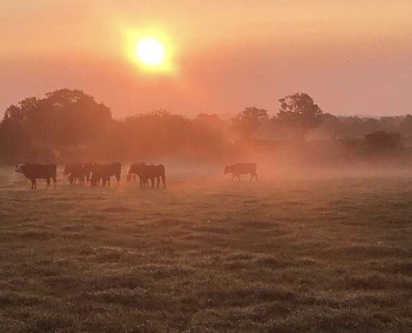 A beautiful early misty sunrise while checking the herd and flock this morning. 
Have a great Monday ☀️

#farmshop #farm #farmlife #morningsunrise #morningmist