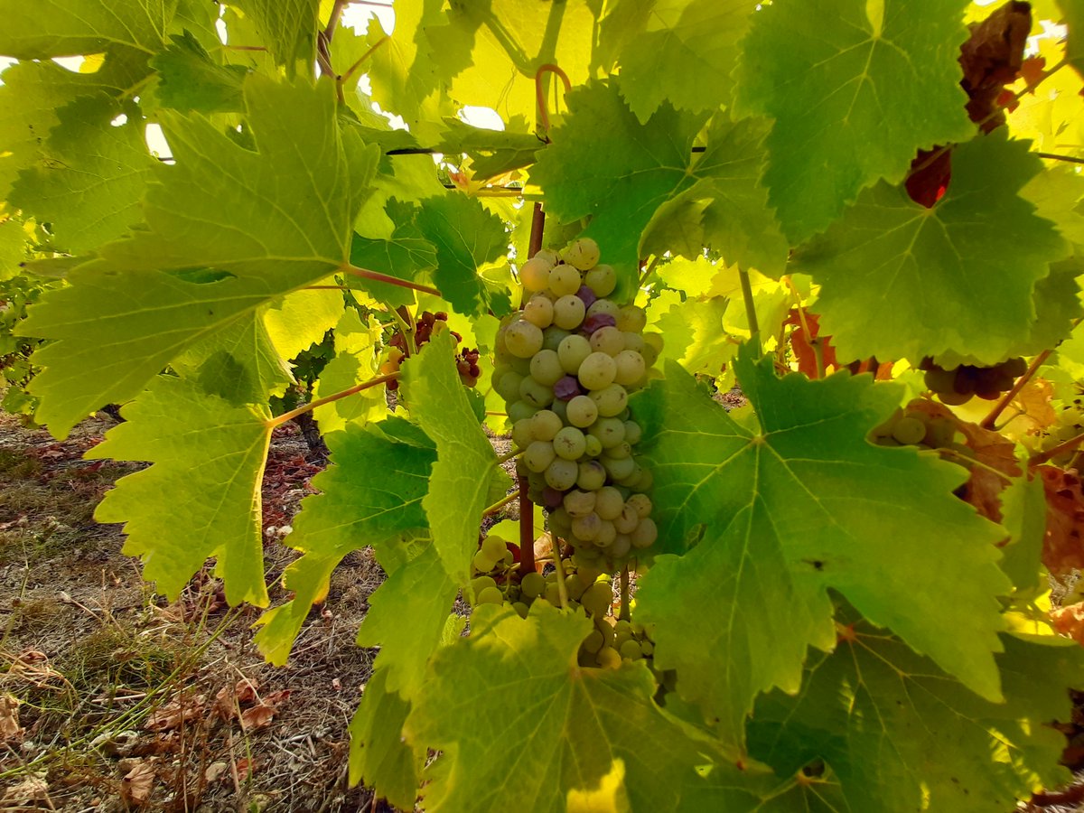 vouvraycoulon's tweet photo. Fin des vendanges aujourd'hui. La qualité est au rendez-vous !
#harvest #vendanges2020 #fandechenin #wine #vin #vigne #vignes #vine #cepdevigne #terroir #vignoble #vineyard #vigneron #winemaker #wineproducer #vouvraywine #vouvray #tours #rochecorbon #vinsvaldeloire #winelovers https://t.co/5OOnqVZQUh