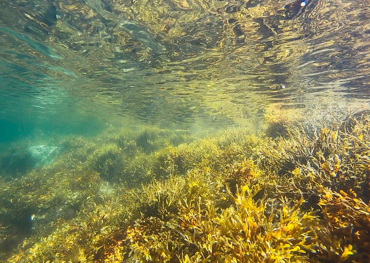 RegenerationRe's tweet photo. Ocean Farming: what do you know about this promising venture? Farming things like kelp and shellfish underwater require zero input while simultaneously repairing coral reefs and diminishing the release of carbon. https://t.co/huX8GujSqi 🌊 Via @Ecohustler https://t.co/XaRdzyp33z