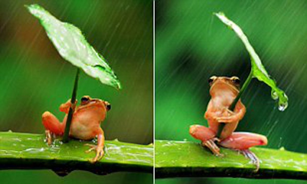 Là les attitudes qu'on voit ne sont pas spontanées. Une grenouille va pas grimper sur un scarabée ou se tenir à l'écart de l'humidité, un lézard va pas se tenir sur le dos, ni se saisir d'une feuille. C'est mis en scène, ce que ça dit sur l'espèce est mensonger.