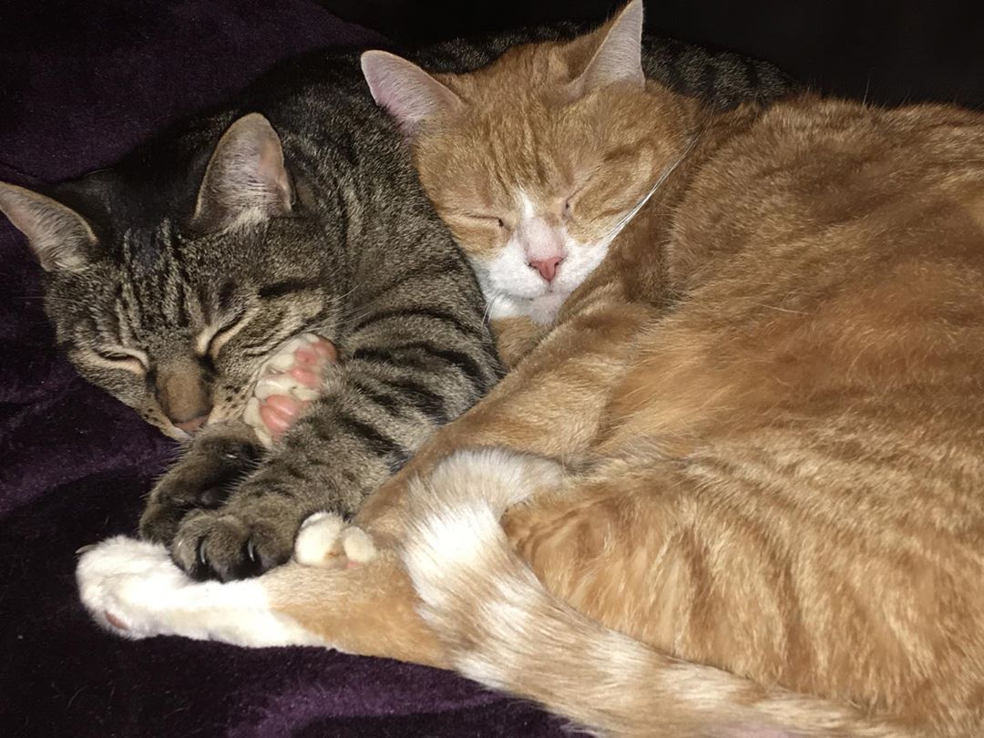 gillimilli7's tweet photo. @Baddiel the ginger tabby is called Frank Lampard  12 years old and he chooses whether you get to hug him and his sister from another mother she is called Miss Marley 11 years old and she refuses to have cuddles unless its on her terms , i love them both dearly. https://t.co/LWuYiD2R0J