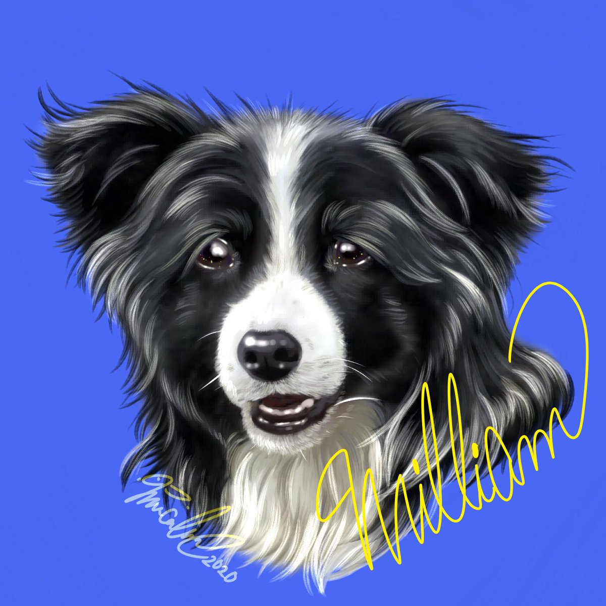 Winculum うぃんくるむ Twitterren ペット肖像画 ボーダーコリー Bordercollie シニア犬 Seniordog 犬イラスト Dogillustration デジタルイラスト 厚塗り Digitalillustration 犬好きな人と繋がりたい イラスト好きな人と繋がりたい Winculum うぃん