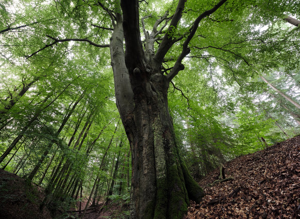 #DeMariaboom in #Hattem is voor de <a href="/provgelderland/">Provincie Gelderland</a> de genomineerde boom 2020. Lees het verhaal van deze boom en breng je stem uit via deboomvanhetjaar.nl  <a href="/ASRVerz/">ASR Verzekeringen</a> <a href="/DeAmersfoortse/">De Amersfoortse</a>  <a href="/DeGelderlander/">De Gelderlander</a> <a href="/OmroepG/">Omroep Gelderland</a> @GldrlndFietst #Trijsspreng #LandgoedMolencaten