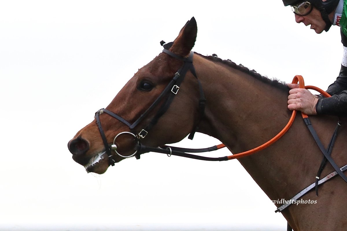davidbetts3213's tweet photo. Smiling Eliza @gelliott_racing has her second run for #KeepSmilingSyndicate today in the opener @SligoRaces. Delighted to have @donoghue_keith on board https://t.co/jJKrDCWYl3