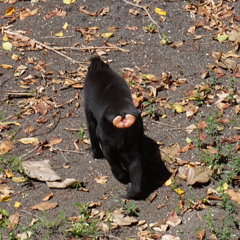 Indi على تويتر Apa Bahasa Lokal Untuk Monyet Di Kampung Kalian Tweeps Ketek Munyuk