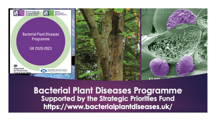 🦠🌱Join us next Monday 21st September 11am BST for a ☕️ time webinar introducing the Bacterial Plant Diseases programme. 
📊20 minute talk with extended Q+A
Free Registration here:  attendee.gotowebinar.com/register/68715…
A thread on the nine projects 👇  (1/9)