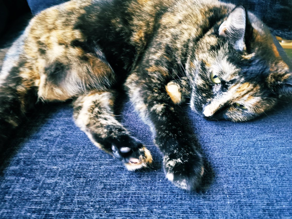 crazycatgay02's tweet photo. Love my diva so much ๐ป #soppygit #cats #CatsOfTwitter https://t.co/hio6wde5Vq