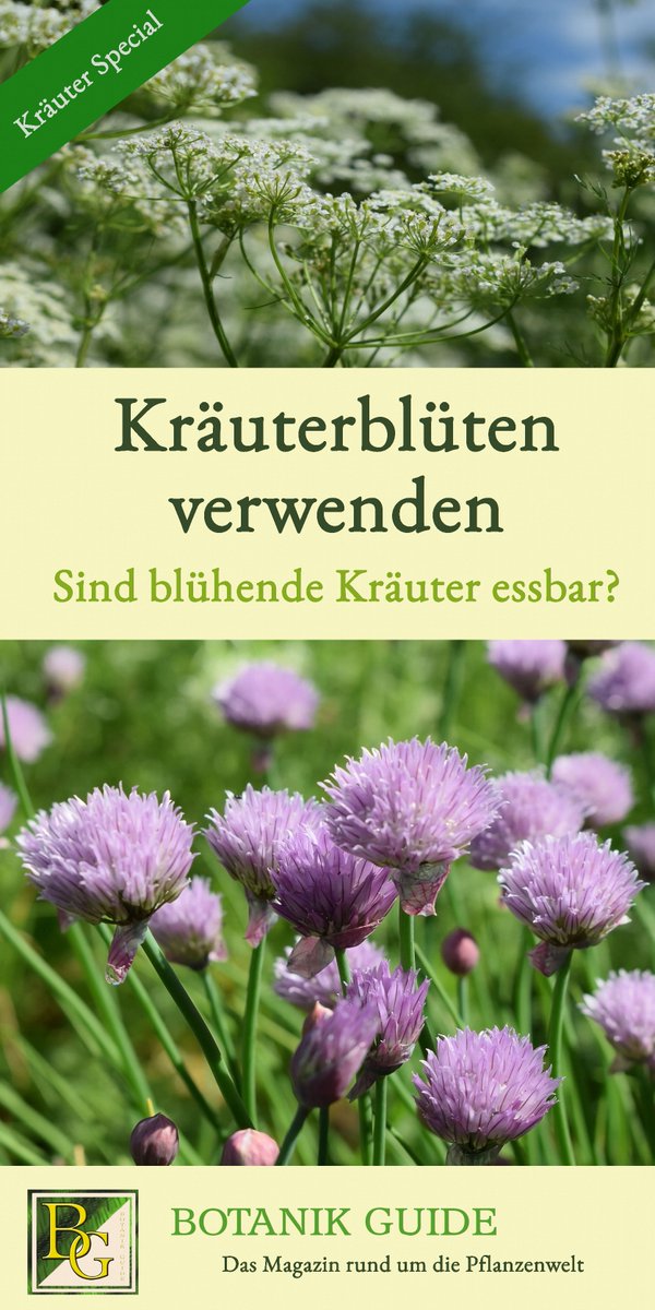 🫒Auch #Kräuter bringen dekorative Blüten hervor. 🌸Doch sind die blühenden Küchenkräuter essbar? Oft hört man, sie seien giftig. 🌿Ob das stimmt und wie du Kräuterblüten verwenden kannst, im Kräuter Special auf Botanik Guide: botanikguide.de/kraeuterbluete…

#Garten #Ernte