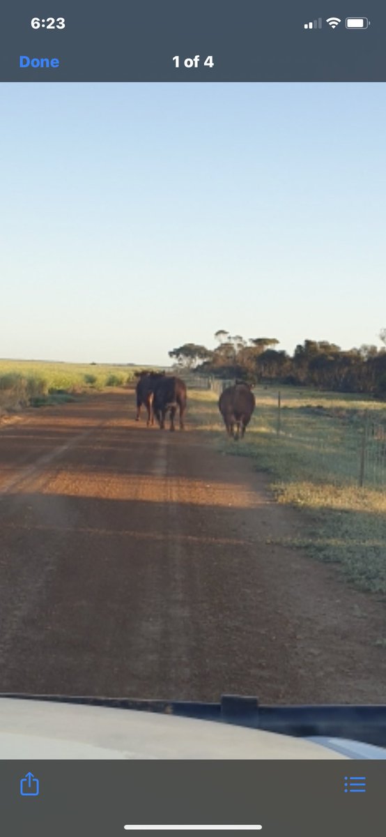 These cattle been a nightmare for me these past 9 months...destroying gates/fences/crop on a weekly basis on  our northern blocks...can’t get close to them...living in the bush ...feel free to come and collect if they are yours...