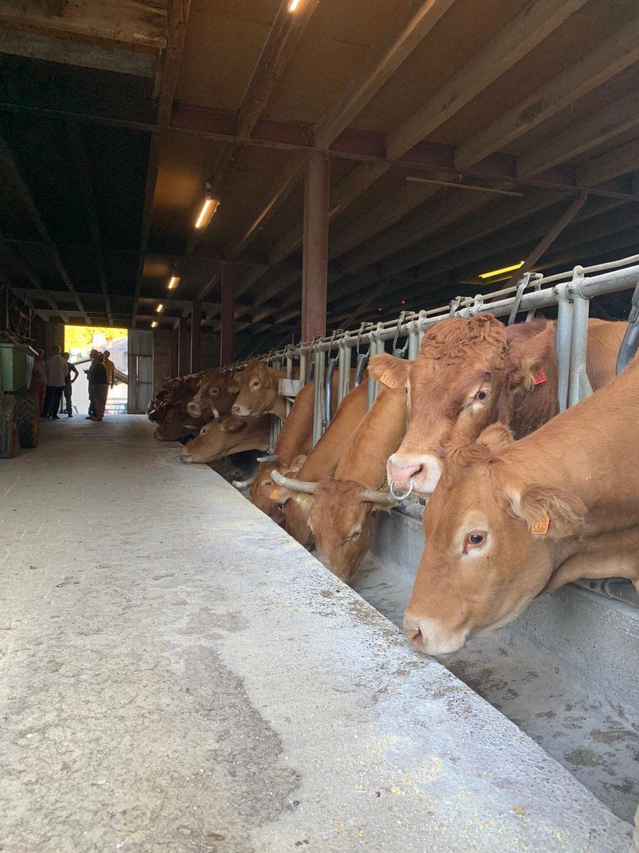 VictorUnesco's tweet photo. #VictorUnesco Le tournage reprend en direct de la ferme de Valérie Soucaze, au coeur des Pyrénées ! Valérie est l’une des premières #éleveuses à utiliser le digital au profit de ses bêtes et se sert de son smartphone pour augmenter le bien-être de son #élevage ! https://t.co/WlmrB1q35n