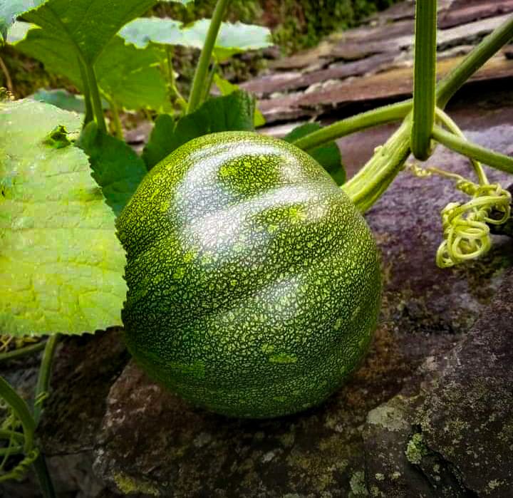 SinghBharmoria's tweet photo. About today clicks. 📷
#pumpkin
#pumpkinleaves
#nature
#NaturePhotography
#NaturalBeauty
#HimachalPradesh
#SonuSinghBharmoria https://t.co/yHtcfDe01h