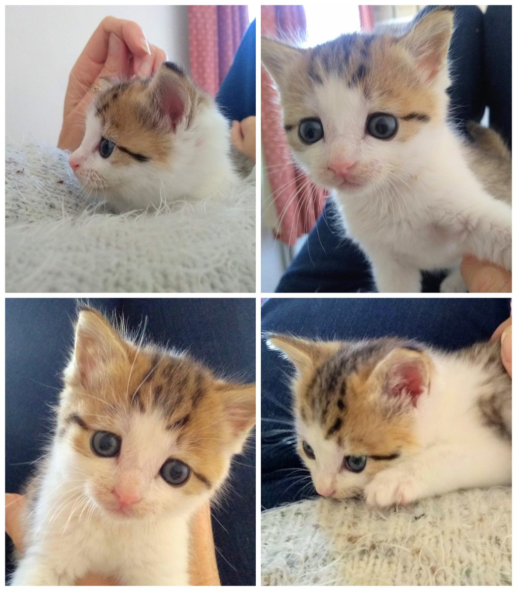 HeatonsCats's tweet photo. Little Doris what an antidote for those Monday morning blues....
.
.
.
.
#MondayMorning #Mondayblues #doris #CuteKitten #CutenessOverload #cutebaby #cuteanimals #kittensoftwitter #KittenRescue #cuddly https://t.co/SS0qRXlyUl