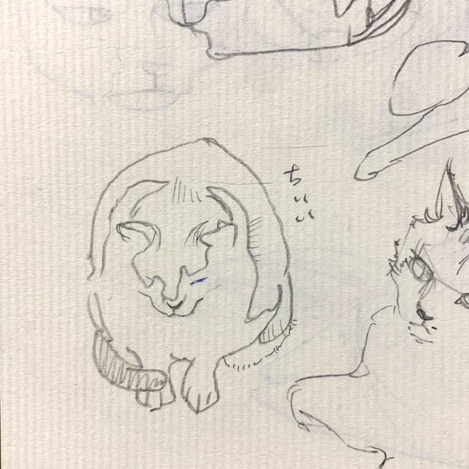 大掃除してたら昔のちーのクロッキーやスケッチがでてきた

1枚めのクロッキーめちゃかわいい
2枚めはネコ描き始めくらいのころのちーでなんとなく恥ずかしいのだが最近まともに載せてないので、、、 