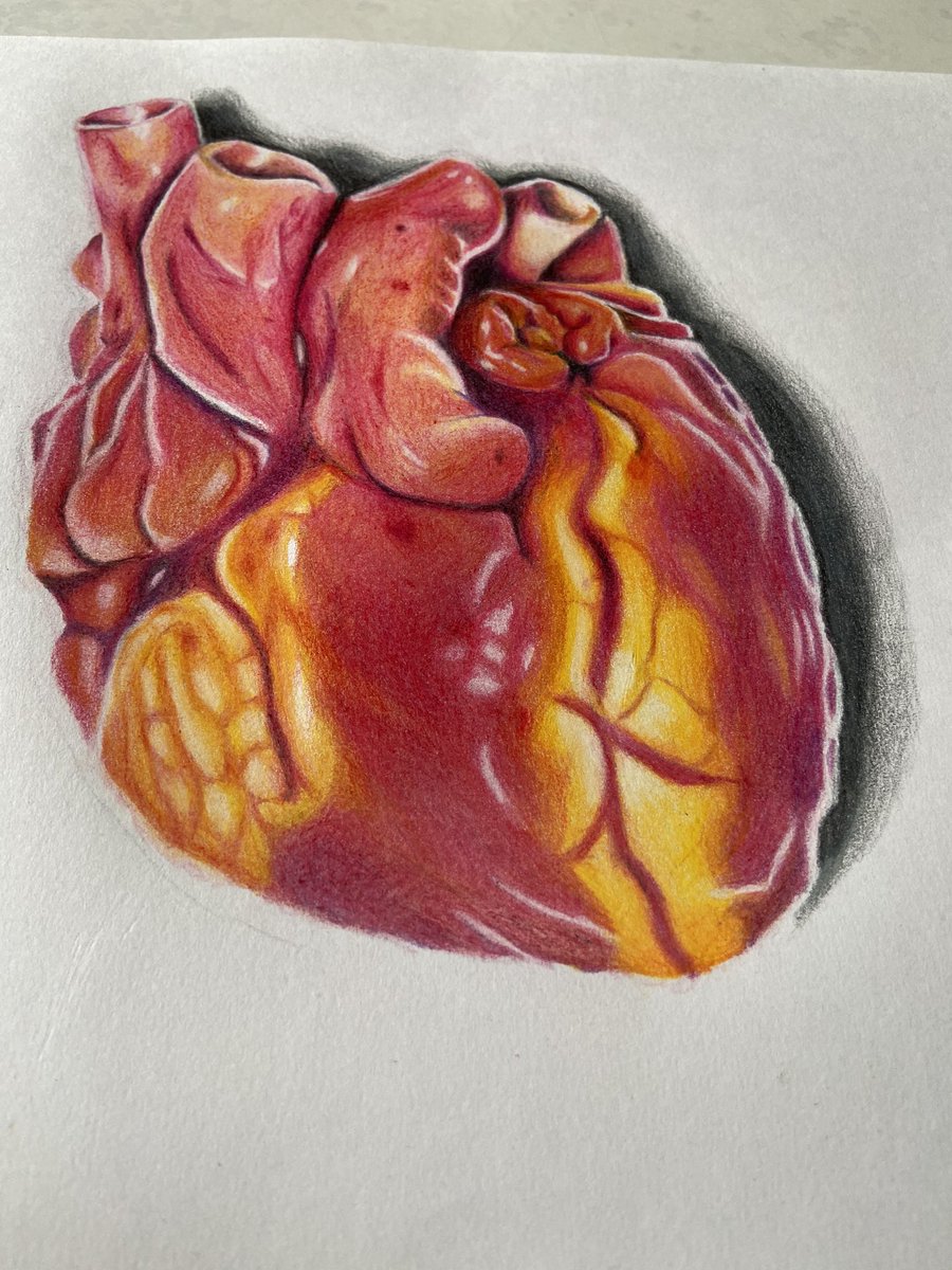 Shock 7 心臓の絵を描いてみた 心臓 イラスト 色鉛筆 描いてみた 摘出手術