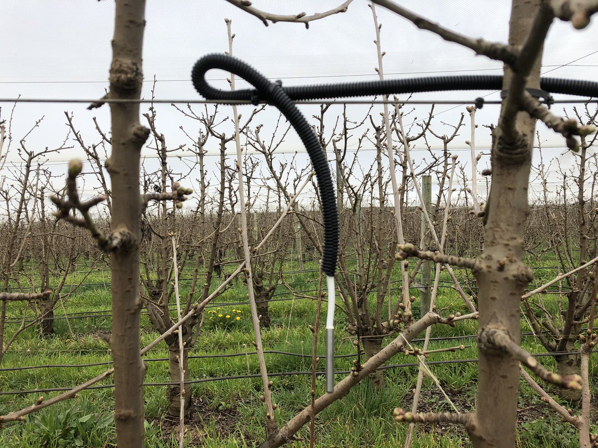 Josh Dennis tweet media