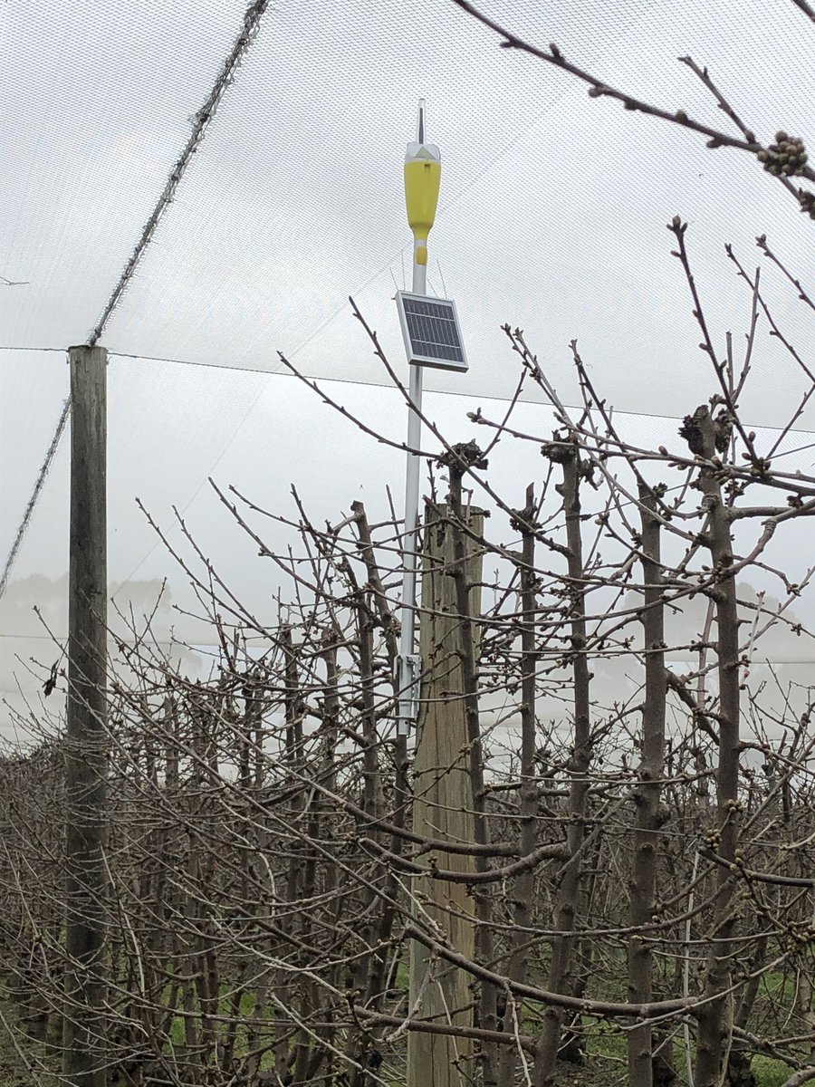 Josh Dennis tweet media