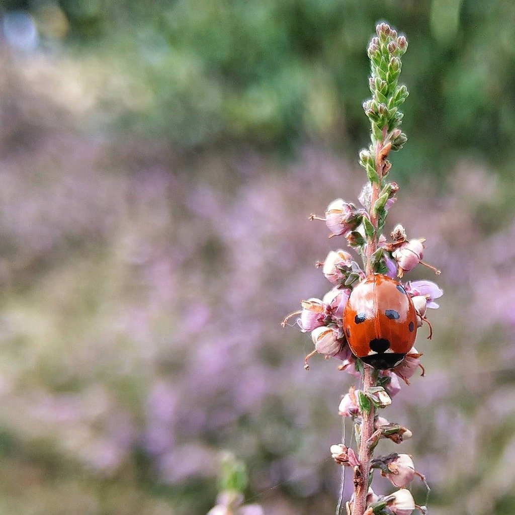 mathieuvansluis's tweet photo. 🐞
.
.
.
.
.
#HTCU11Plus #htc #shotonhtc #nature #naturephotography #naturelovers #nature_good #nature_brilliance #nature_perfection #macro_perfection #macrophotography #macro_love #macro #smartphonephotography #mobilephotography #mobilephonephotograp… https://t.co/F1MEgF9EzI https://t.co/VmKrLWI9u1
