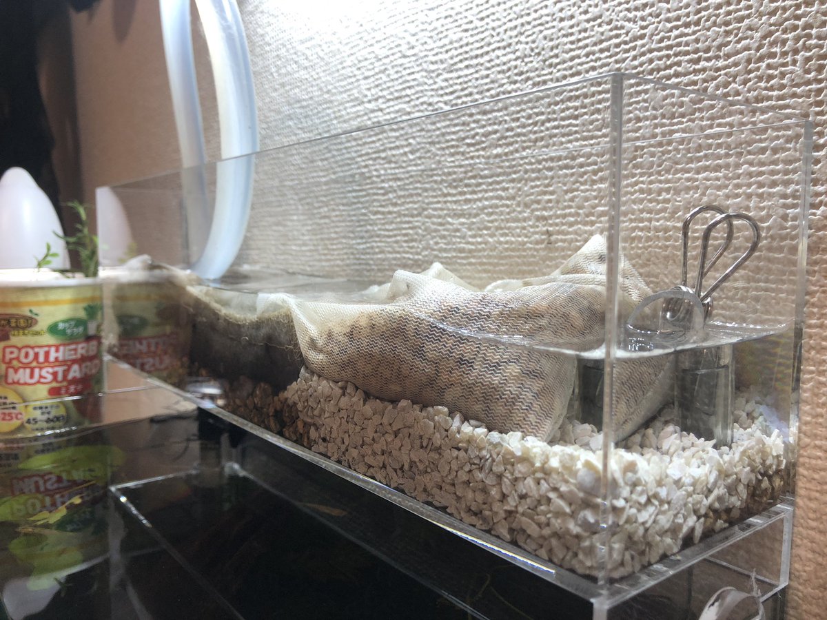 工作くん コォ ここここ 工作ぅ 自作上部フィルターの上に水耕栽培ぃ ミックス野菜とパクチｨｨｨｨｨｨｨ 水耕栽培 パクチー 水槽