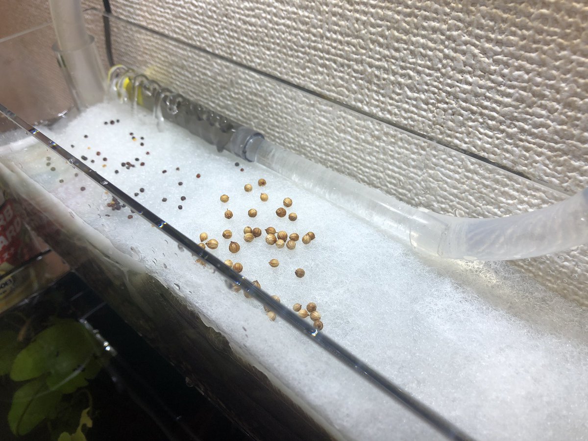 工作くん コォ ここここ 工作ぅ 自作上部フィルターの上に水耕栽培ぃ ミックス野菜とパクチｨｨｨｨｨｨｨ 水耕栽培 パクチー 水槽