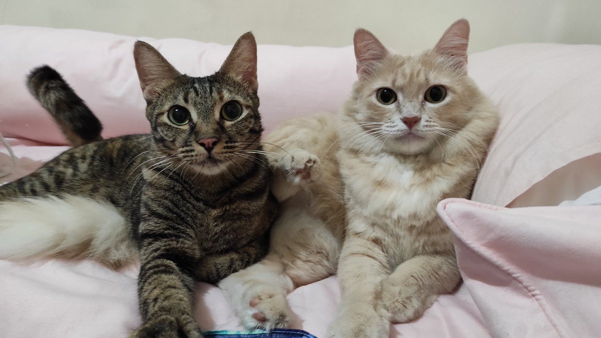 bintik_'s tweet photo. Kak ucil sama kucing abis photoshoot tema ibu dan anak https://t.co/e15GMun9no