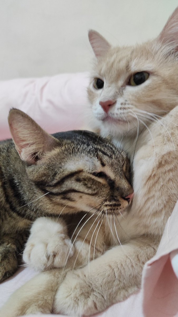 bintik_'s tweet photo. Kak ucil sama kucing abis photoshoot tema ibu dan anak https://t.co/e15GMun9no