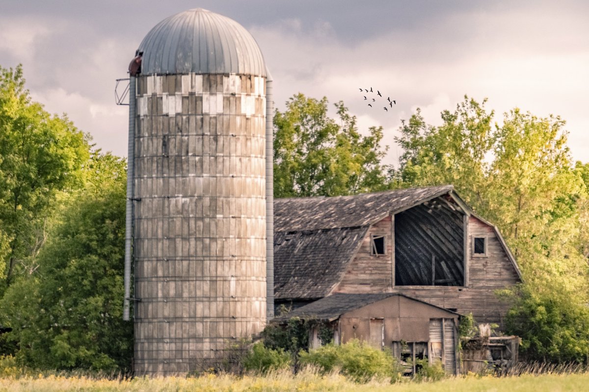 Lost Significance

Many farm sites still have old barns and silos that dance slowly around the century mark. Young farmers, hobby farmers and others have little or no use for them and to rehab them is prohibitively costly. #MoraMN #alwayschanges #stayuptodate