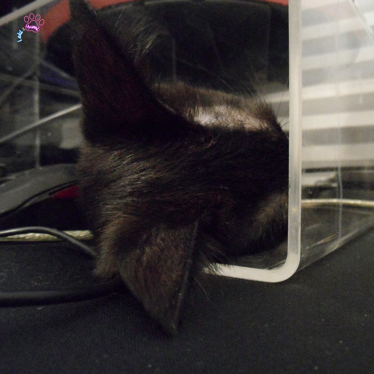 LokiYumi's tweet photo. no.. i'm not here and you are not seeing me
it's monday morning so please do not disturb
.
#MeowMonday #purrsday #sleepycat #lazycat #sleepingcatsofinstagram #blackcatlove #lovethisguy #catoftheday #blackcatsrule #minipanther #housepanther #catlovers #adoptdontshop #kittens https://t.co/jLhzUUwvrt